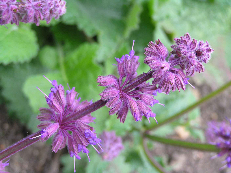 معرفی و راهنمای پرورش گیاهان دارویی - سالویای بنفش